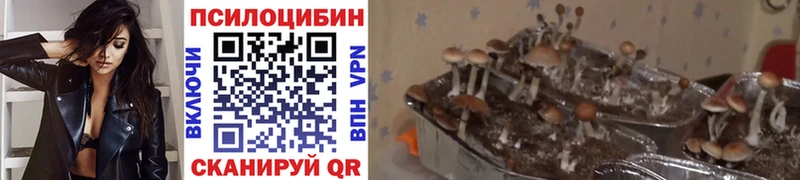 Псилоцибиновые грибы мицелий  Бородино 