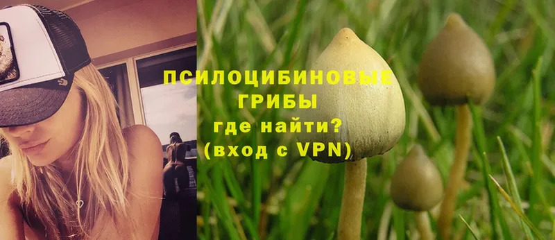 Галлюциногенные грибы Psilocybe  Бородино 